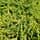 Juniperus Gold Star 1