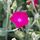 Lychnis Magenta 5