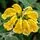 Phlomis Fruticosa 7