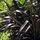 Phormium Platts Black 1