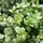 Pittosporum Golf Ball 3