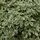 Pittosporum Silver Queen 2