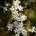 Prunus Kojo-no-mai 5
