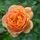 Rosa Lady of Shalott 1