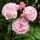 Rosa Olivia Rose Austin 2