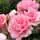 Rosa Youre Beautiful 2
