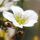 SAXIFRAGE x arendsii Limerock 1
