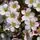 Saxifraga Appleblossom Pixie 1