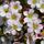 Saxifraga Appleblossom Pixie 1