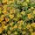Sedum Kamtschaticum Variegatum 4