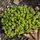 Thyme Sambesi 1
