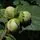Buy Corylus avellana Bare Root