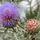 Cynara cardunculus 1