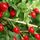 Goji berry 1