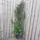 Ilex Heckenstar 100-125cm 5L OP