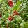 Ilex J.C. van Tol 1