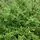 Ilex crenata Convexa 1