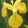 Iris pseudacorus 1