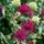 Knautia macedonica 4
