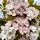 Prunus Amanogawa 1