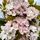 Prunus Amanogawa 1