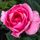 Rosa Queen Elizabeth 1