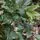 Sarcococca ruscifolia 1