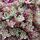 Sedum spurium Tricolor 2
