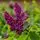 Syringa Charles Joly 1