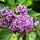 Syringa Sensation 1