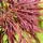 Acer p diss Inabe-Shidare 1 AS