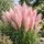 Cortaderia Pink Feather 1