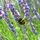 Lavender Grosso 1