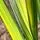 Phormium Golden Sword Close Up