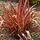 Phormium Pink Panther