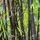 Phyllostachys Nigra 1
