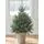 Serbian Spruce Potted Christmas Tree 1