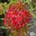 Buy Achillea millefolium Paprika (Yarrow) online from Jacksons Nurseries.