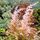 Buy Astilbe simplicifolia ‘Sprite’ online from Jacksons Nurseries.