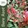 Buy Photinia x fraseri Red Robin online from Jacksons Nurseries