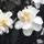 Buy Camellia japonica 'Silver Anniversary' online from Jacksons Nurseries