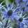 Buy Eryngium zabelii ‘Big Blue’ (Sea Holly) online from Jacksons Nurseries
