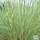 Buy Helictotrichon sempervirens Saphirsprudel (Blue Oat Grass) online from Jacksons Nurseries.