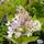 Hydrangea paniculata 'Sundae Fraise' - Jacksons Nurseries