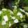 Hydrangea quercifolia 'Ice Crystal' - Jacksons Nurseries