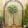 Buy Ilex aquifolium Argentea Marginata Lollipop (Dwarf Variegated Tree Form) online from Jacksons Nurseries