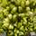 Buy Picea glauca JW Daisy's White online from Jacksons Nurseries