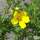 Buy Potentilla fruticosa Goldfinger (Cinquefoil) online from Jacksons Nurseries.
