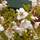Buy Prunus incisa 'Kojo-no-mai' (Fuji Cherry) online from Jacksons Nurseries