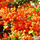 Buy Pyracantha Orange Glow (Orange Firethorn) online from Jacksons Nurseries